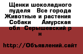 Щенки шоколадного пуделя - Все города Животные и растения » Собаки   . Амурская обл.,Серышевский р-н